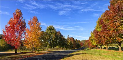 Autumn Drive - VIC T (PBH4 00 13261)